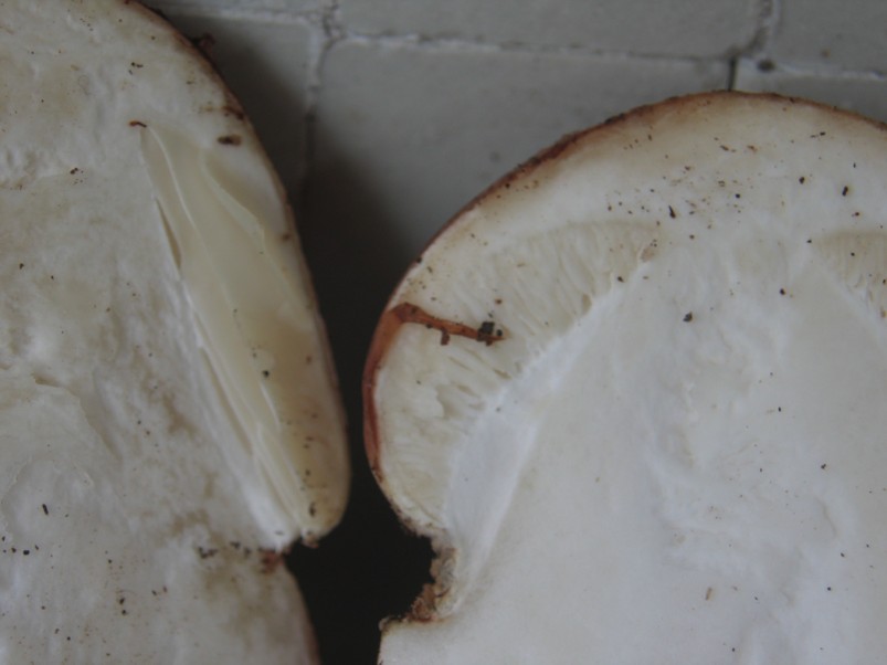 amanita rubescens